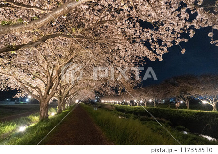 草場川の桜並木 117358510