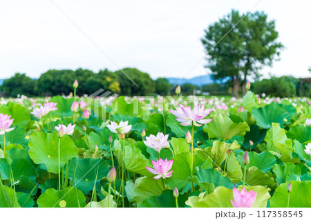 満開の時期を少し過ぎた藤原京の蓮池の景色 満開の時期を少し過ぎた藤原京の蓮池の景色 117358545