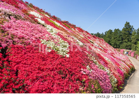 松本ツツジ園 117358565
