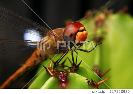 Macro of a dragonfly on a green leaf. 117358980