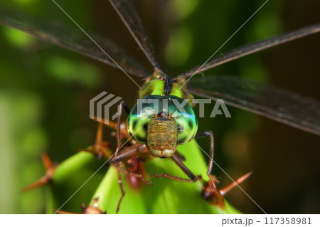 Macro of a dragonfly on a green leaf. 117358981