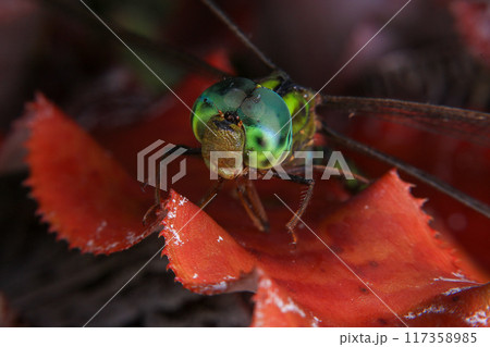 Macro of a dragonfly on a green leaf. 117358985