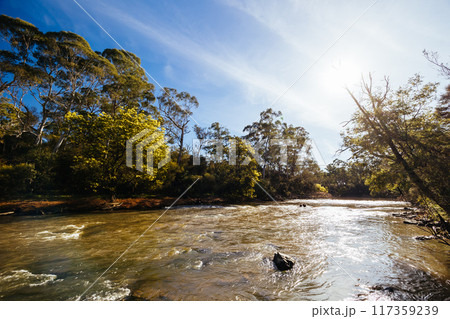 Blue Tongue Bend Walk in Warrandyte Melbourne Australia Blue Tongue Bend Walk in Warrandyte Melbourne Australia 117359239