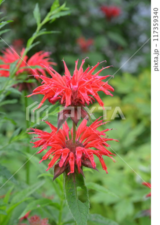 背景がボケて噴火するように赤い花びらが咲き開く花 背景がボケて噴火するように赤い花びらが咲き開く花 117359340
