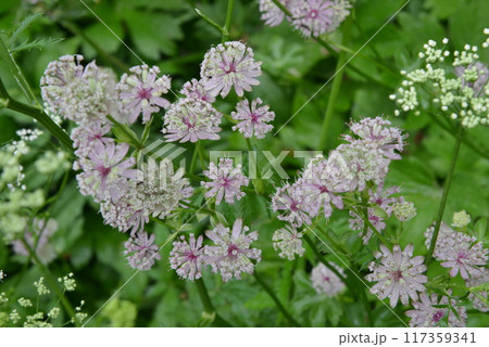 ぼかした緑色の葉を背景に咲くたくさんの紫色の花 117359341