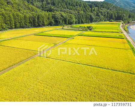 黄金色に輝く農村での空撮 117359731
