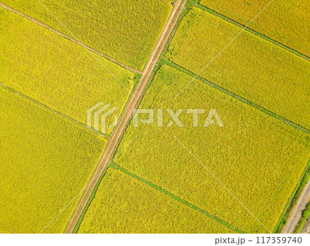黄金色に輝く農村での空撮 黄金色に輝く農村での空撮 117359740