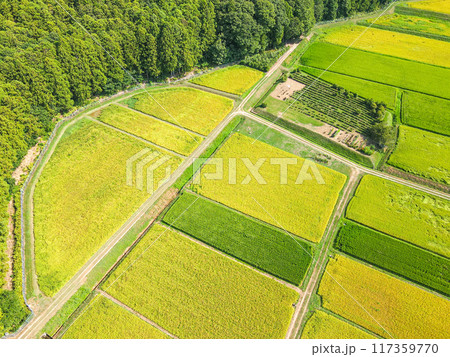 黄金色に輝く農村での空撮 黄金色に輝く農村での空撮 117359770