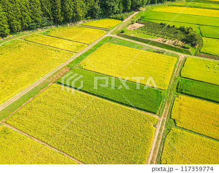 黄金色に輝く農村での空撮 117359774