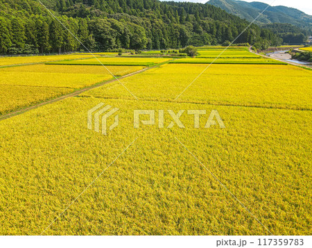 黄金色に輝く農村での空撮 117359783