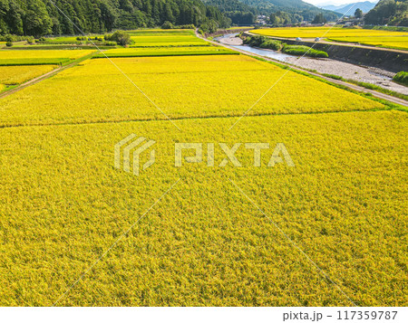 黄金色に輝く農村での空撮 117359787