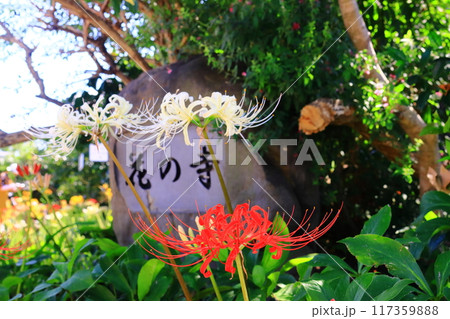 花の寺円照寺（兵庫県加古川市）に咲く彼岸花 117359888