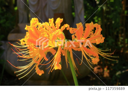 花の寺円照寺（兵庫県加古川市）に咲く彼岸花 117359889