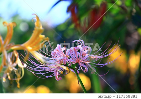 花の寺円照寺（兵庫県加古川市）に咲く彼岸花 117359893