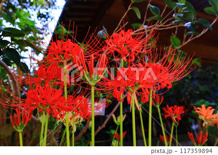花の寺円照寺(兵庫県加古川市)に咲く彼岸花 花の寺円照寺(兵庫県加古川市)に咲く彼岸花 117359894