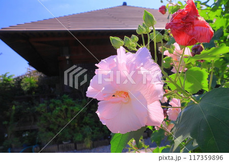 花の寺円照寺（兵庫県加古川市）に咲くスイフヨウ 117359896