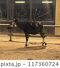 オカピ 117360724