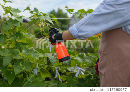 Sprays for cucumber plants against parasites and diseases. Growing vegetables in the garden. 117360977