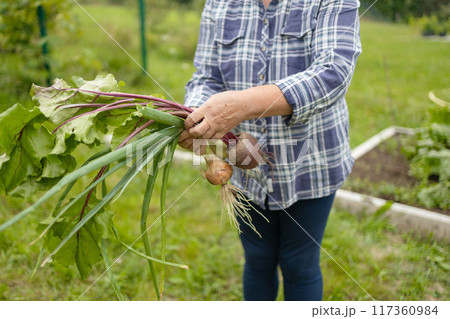 Female seinor farmer harvesting onions and beetroots in the backyard garden. Selective focus. Farmer holds a braid of ripe onion. 117360984