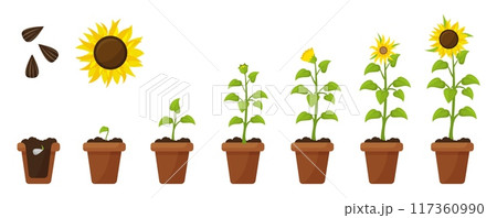 Cartoon sunflower growth. Plant in pot and ground growing from seed to flower. Farming and planting, sprout floral step by step neoteric vector scene 117360990