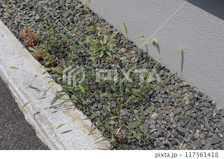 砂利の隙間から生えた雑草 砂利の隙間から生えた雑草 117361418
