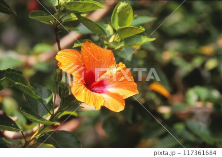 ハイビスカス 117361684