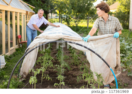Elderly couple sets a greenhouse at a garden plot Elderly couple sets a greenhouse at a garden plot 117361969