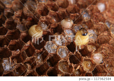 Close up view of the working bees on honeycombs. The nest of a family of wasps which is taken a close-up. 117362584