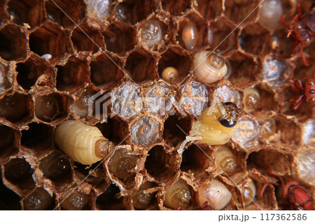 Close up view of the working bees on honeycombs. The nest of a family of wasps which is taken a close-up. 117362586