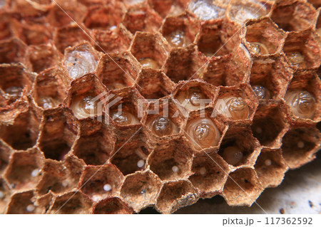 Close up view of the working bees on honeycombs. The nest of a family of wasps which is taken a close-up. Close up view of the working bees on honeycombs. The nest of a family of wasps which is taken a close-up. 117362592