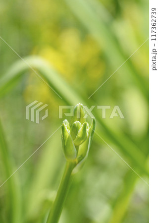 Daylily EveryDaylily Cream 117362739