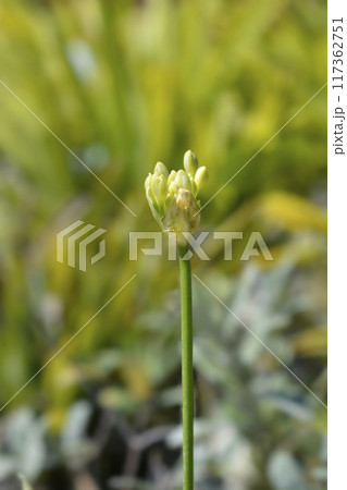 African Lily African Lily 117362751