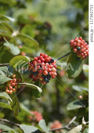 Wayfaring tree 117362755