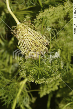 Toothpick bullwort Blutenball 117362756