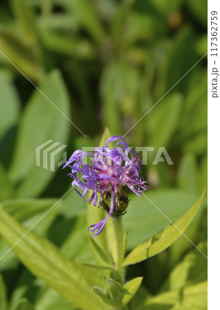 Mountain cornflower Mountain cornflower 117362759