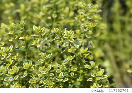 Aureo Lemon Thyme 117362761