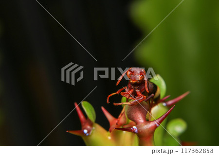 Close up of a red paper wasp on a green leaf. Close up of a red paper wasp on a green leaf. 117362858