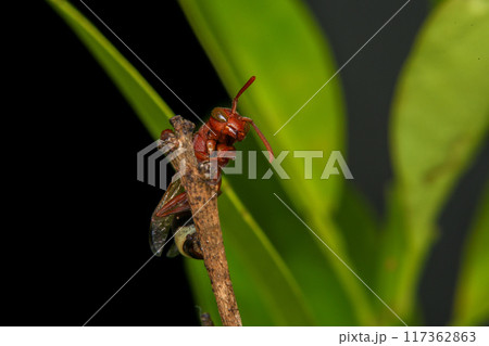 Close up of a red paper wasp on a green leaf. 117362863