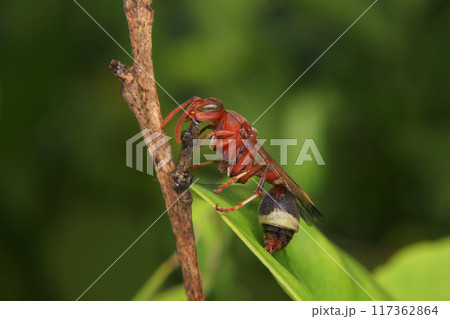 Close up of a red paper wasp on a green leaf. Close up of a red paper wasp on a green leaf. 117362864