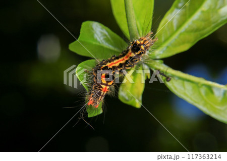 Caterpillar on green leaf in the nature or in the garden 117363214