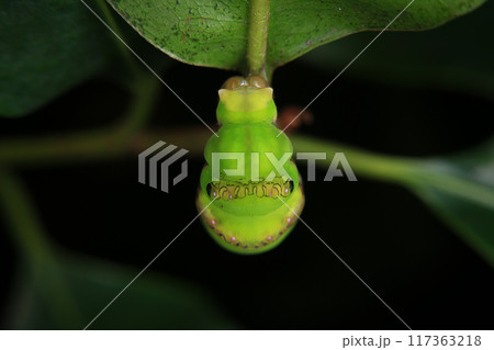 Caterpillar on green leaf in the nature or in the garden Caterpillar on green leaf in the nature or in the garden 117363218