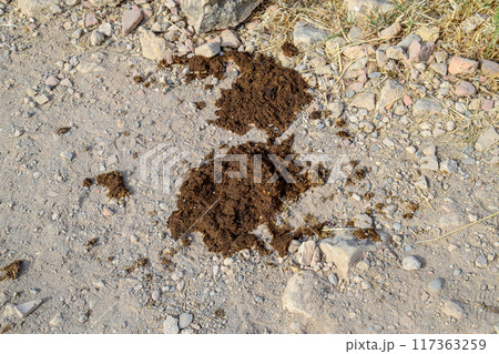Cow cake on the side of road. Cow manure. 117363259
