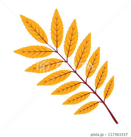Autumn rowan leaf. Hand drawn trendy flat style isolated  117363337