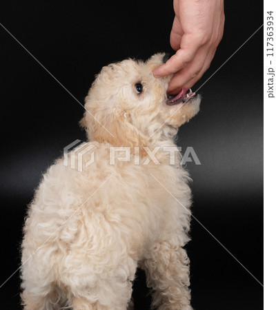 Fluffy poodle dog biting hand 117363934