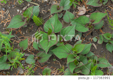 成長する春のドクダミ 117363991