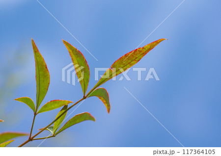 初夏のナンテンと青空 117364105