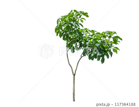 A cut-out of a tree top on a white background with clipping paths. 117364188