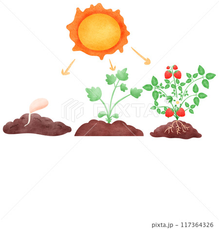 Plants synthesize with light, plant growth 117364326
