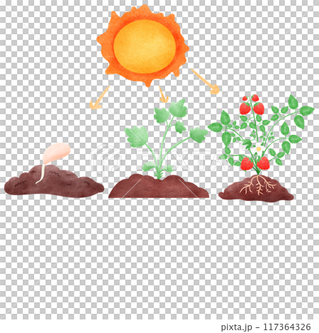 Plants synthesize with light, plant growth 117364326