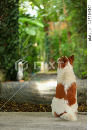 aggressive dog Thai Bang Kaeo 117364504